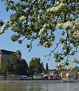 Grein mit der Greinburg vom anderen Donauufer mit blühendem Baum